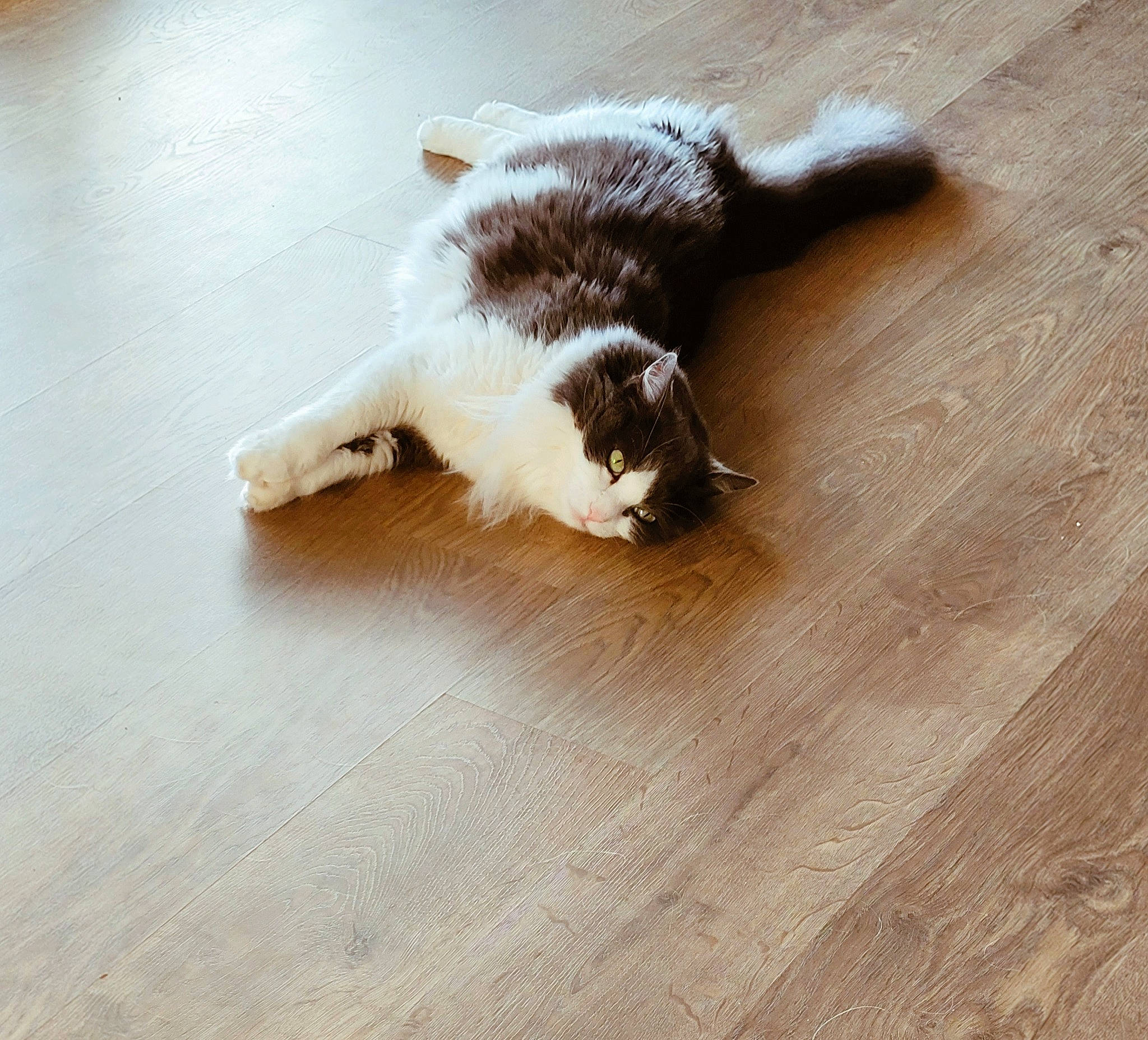 Maestro a rejoint le concours — aidez-le/la à gagner de superbes lots ! brown, carnivore, cat, companion_dog, dog_breed, domestic_short_haired_cat, felidae, floor, flooring, fur, hardwood, laminate_flooring, paw, plywood, tail, varnish, whiskers, wood, wood_flooring, wood_stain