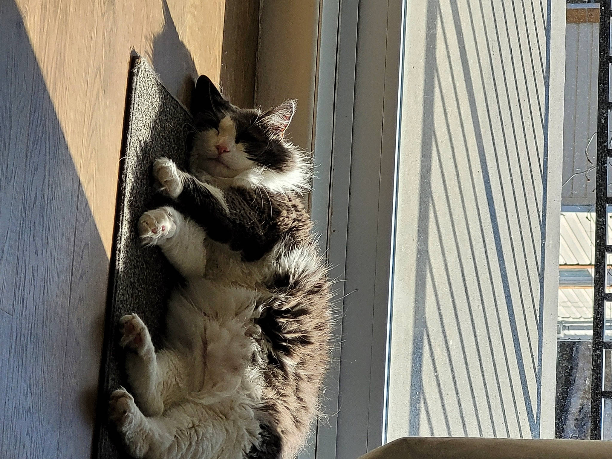 Maestro participe au concours pour gagner de l'argent avec cette photo : carnivore, cat, claw, curtain, domestic_short_haired_cat, felidae, fur, monochrome, monochrome_photography, paw, small_to_medium_sized_cats, sporting_group, tail, whiskers, window, wood