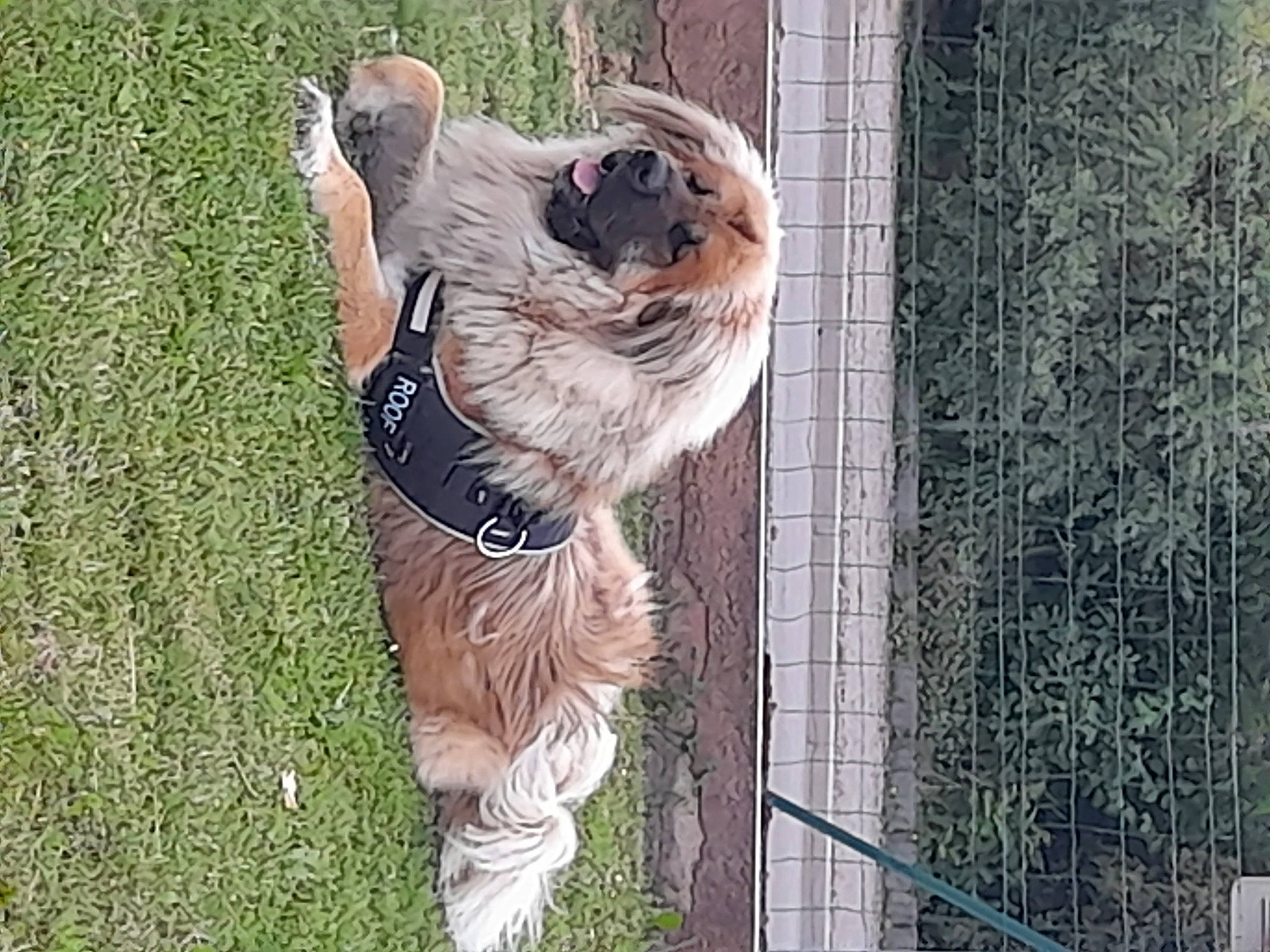 Roofoufou a rejoint le concours — aidez-le/la à gagner de superbes lots ! canidae, carnivore, collar, companion_dog, dog, dog_breed, dog_collar, dog_supply, eyewear, fawn, grass, leash, pet_supply, plant, snout, sporting_group, sunglasses, tail, toy_dog, wood