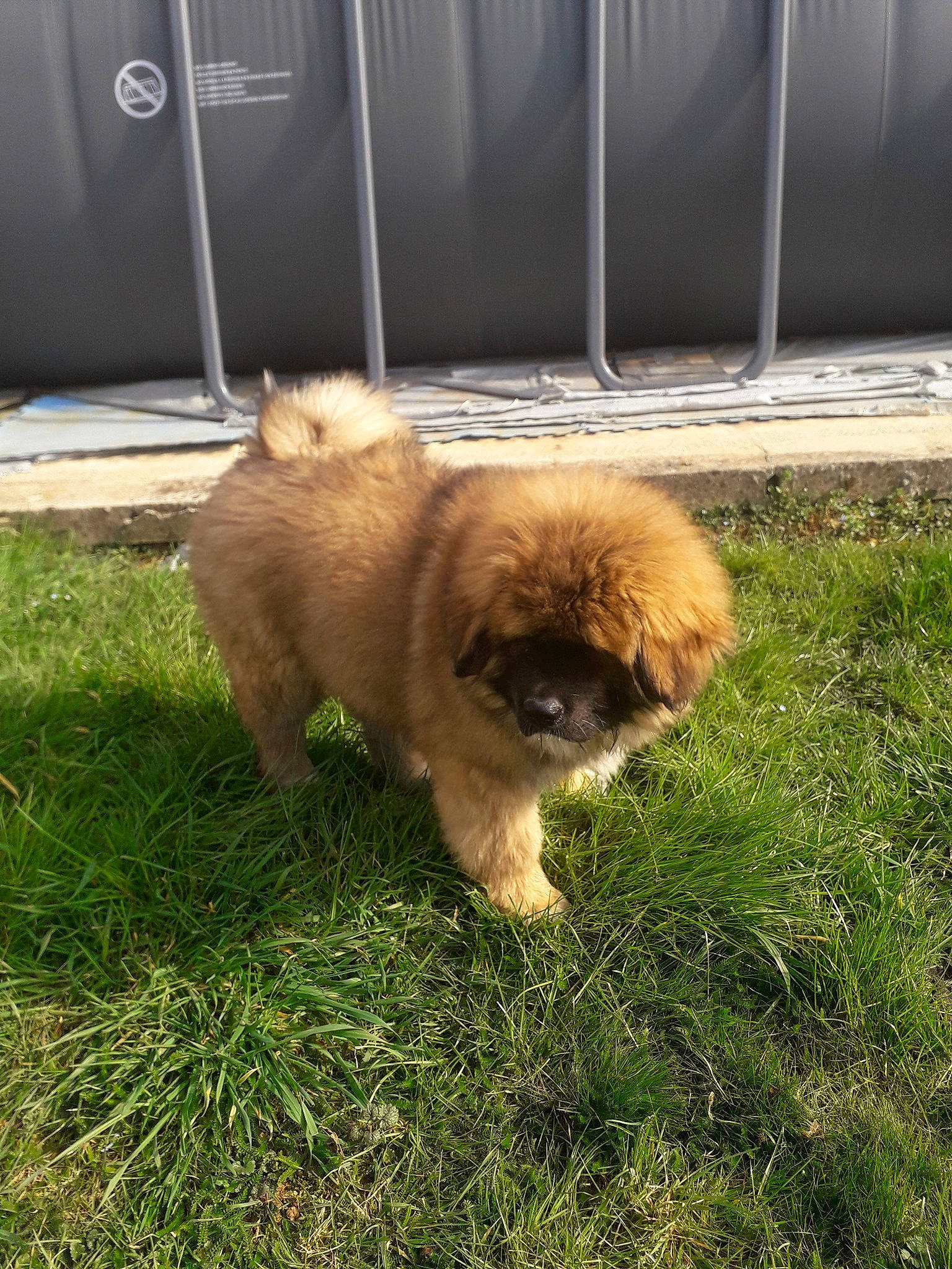 Roof a rejoint le concours — aidez-le/la à gagner de superbes lots ! ancient_dog_breeds, carnivore, companion_dog, dog, dog_breed, fawn, fur, german_spitz_klein, grass, liver, non_sporting_group, pekingese, sporting_group, tail, terrestrial_animal, tibetan_spaniel, toy_dog, working_animal, working_dog