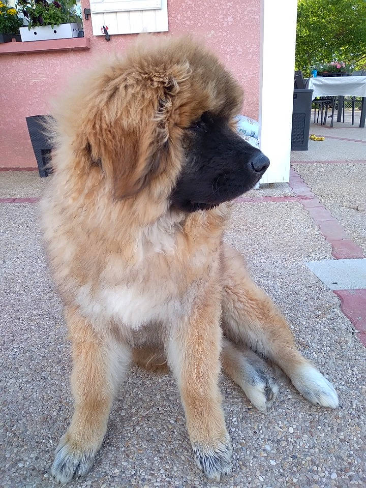 Roof a rejoint le concours — aidez-le/la à gagner de superbes lots ! ancient_dog_breeds, canidae, carnivore, companion_dog, dog, dog_breed, door, fawn, fur, giant_dog_breed, liver, non_sporting_group, plant, puppy, snout, sporting_group, tail, tree, working_animal, working_dog