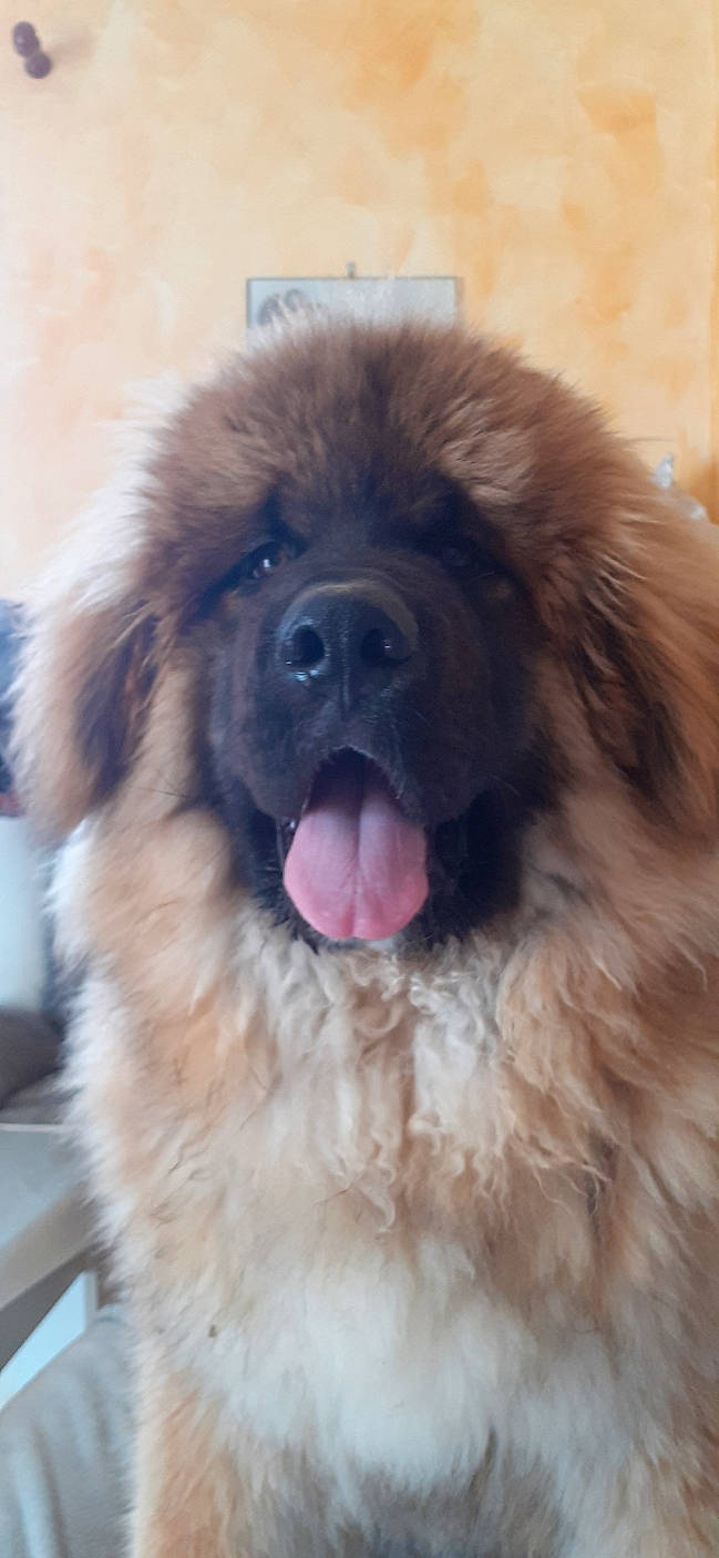 Roof participe au concours pour gagner de l'argent avec cette photo : ancient_dog_breeds, canidae, carnivore, caucasian_shepherd_dog, companion_dog, dog, dog_breed, eye, fawn, fur, gaddi_kutta, giant_dog_breed, liver, snout, sporting_group, terrestrial_animal, tibetan_mastiff, whiskers, working_animal, working_dog