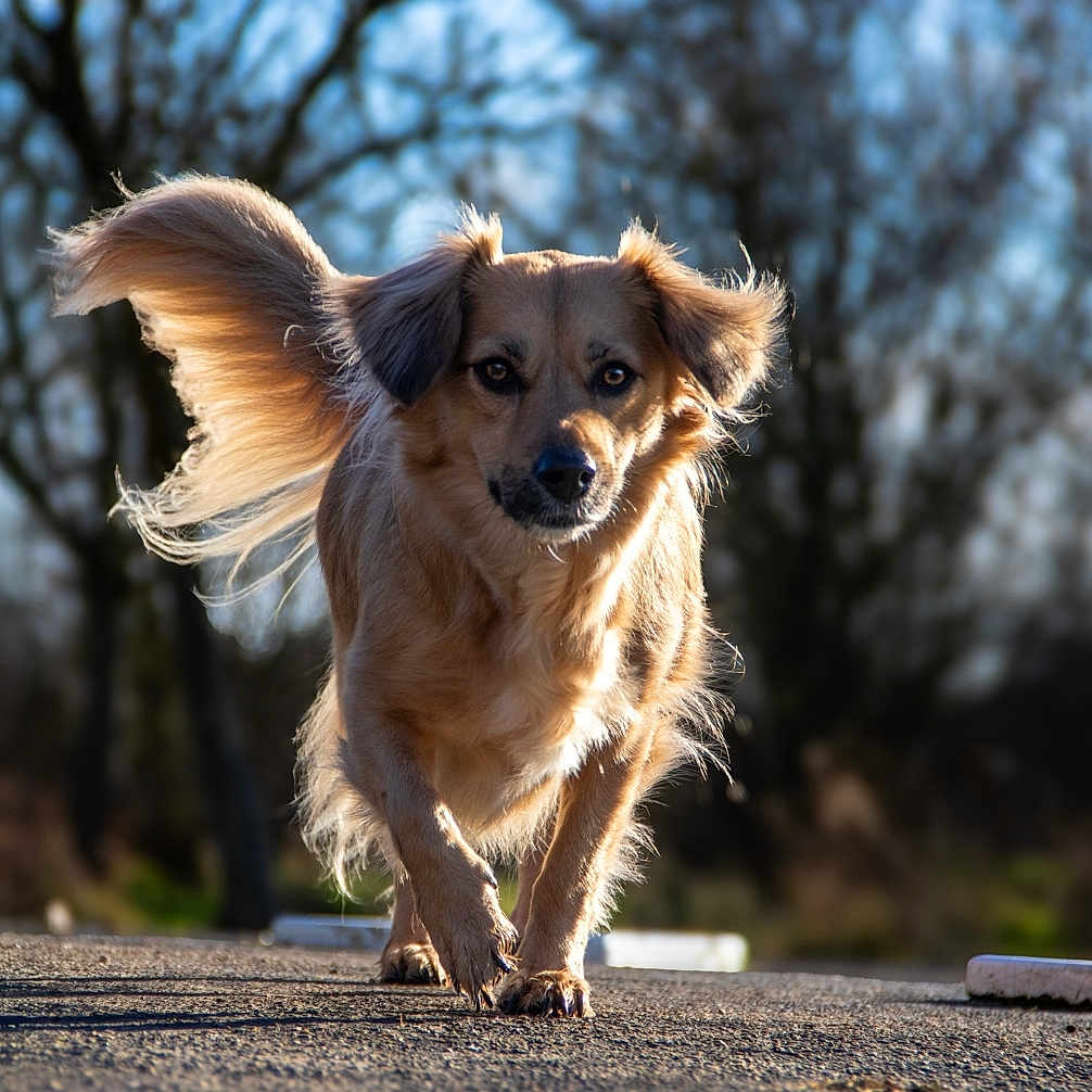 Bonnie participe au concours pour gagner de l'argent avec cette photo : accessories, alloywheel, animal, canine, car, carwheel, chihuahua, cockerspaniel, collie, dog, goldenretriever, hound, leash, machine, papillon, pet, puppy, spoke, strap, terrier