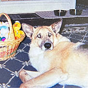 Skye is registered to the contest to win money with this photo: bowls, carpet, closeup, cozy, dog, easter_basket, easter_eggs, flash_reflection, floor, indoor, laying, looking_at_camera, nostalgia, pet, portrait, rug, stuffed_animal, toy_bunny, toy_duck, vintage_photo