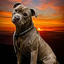 dog, sunset, sky, mountains, outdoor, pet, animal, collar, leash, portrait, sitting, brown, cute, nature, scenic, evening, landscape, canine, fur, expression