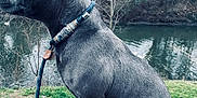 Vipère a rejoint le concours — aidez-le/la à gagner de superbes lots ! dog, gray_dog, sitting, leash, outdoor, river, water, tree, bare_tree, grass, stone, moss, overcast, animal, pet, nature, side_view, collar, quiet, calm