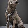 dog, pet, animal, leash, gray, sitting, studio, portrait, canine, domestic_animal, short_hair, collar, looking_away, paw, young_dog, cute, indoor, friendly, obedient, isolated