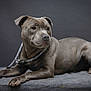 dog, pet, animal, grey, leash, canine, portrait, studio, lying_down, fur, ears, paws, snout, domestic_animal, looking_away, resting, side_view, short_fur, indoor, calm