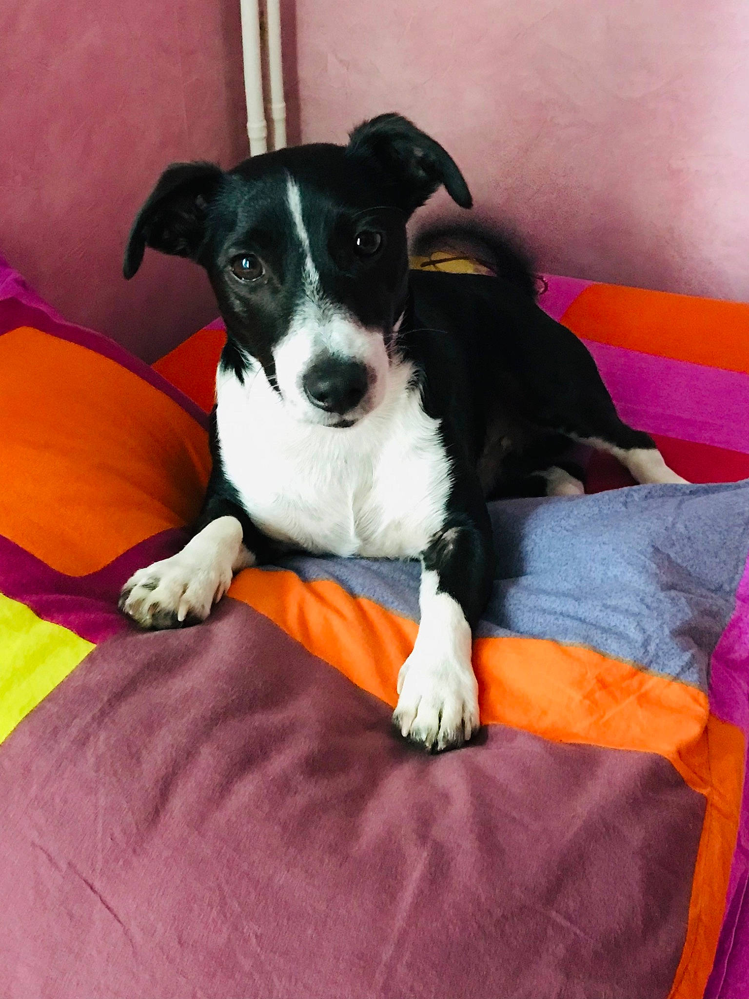 Paco participe au concours pour gagner de l'argent avec cette photo : canidae, carnivore, collar, comfort, companion_dog, couch, dog, dog_breed, dog_supply, lap, linens, non_sporting_group, paw, puppy, sitting, small_terrier, sporting_group, terrier