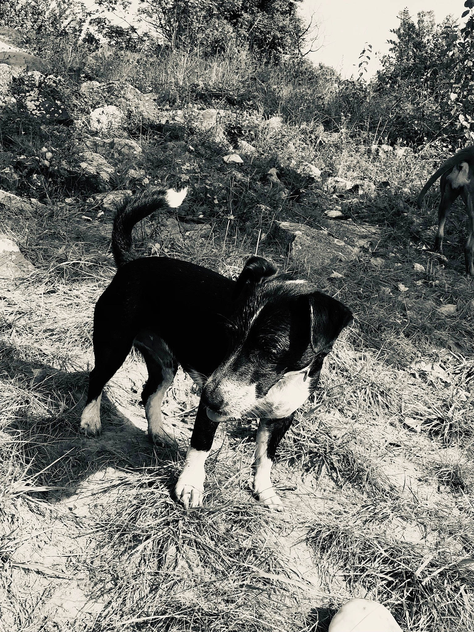Paco a rejoint le concours — aidez-le/la à gagner de superbes lots ! black_and_white, canidae, carnivore, collar, dog, dog_breed, fawn, grass, monochrome, monochrome_photography, plant, snout, soil, sporting_group, style, tail, terrestrial_animal, tints_and_shades, tree, working_animal