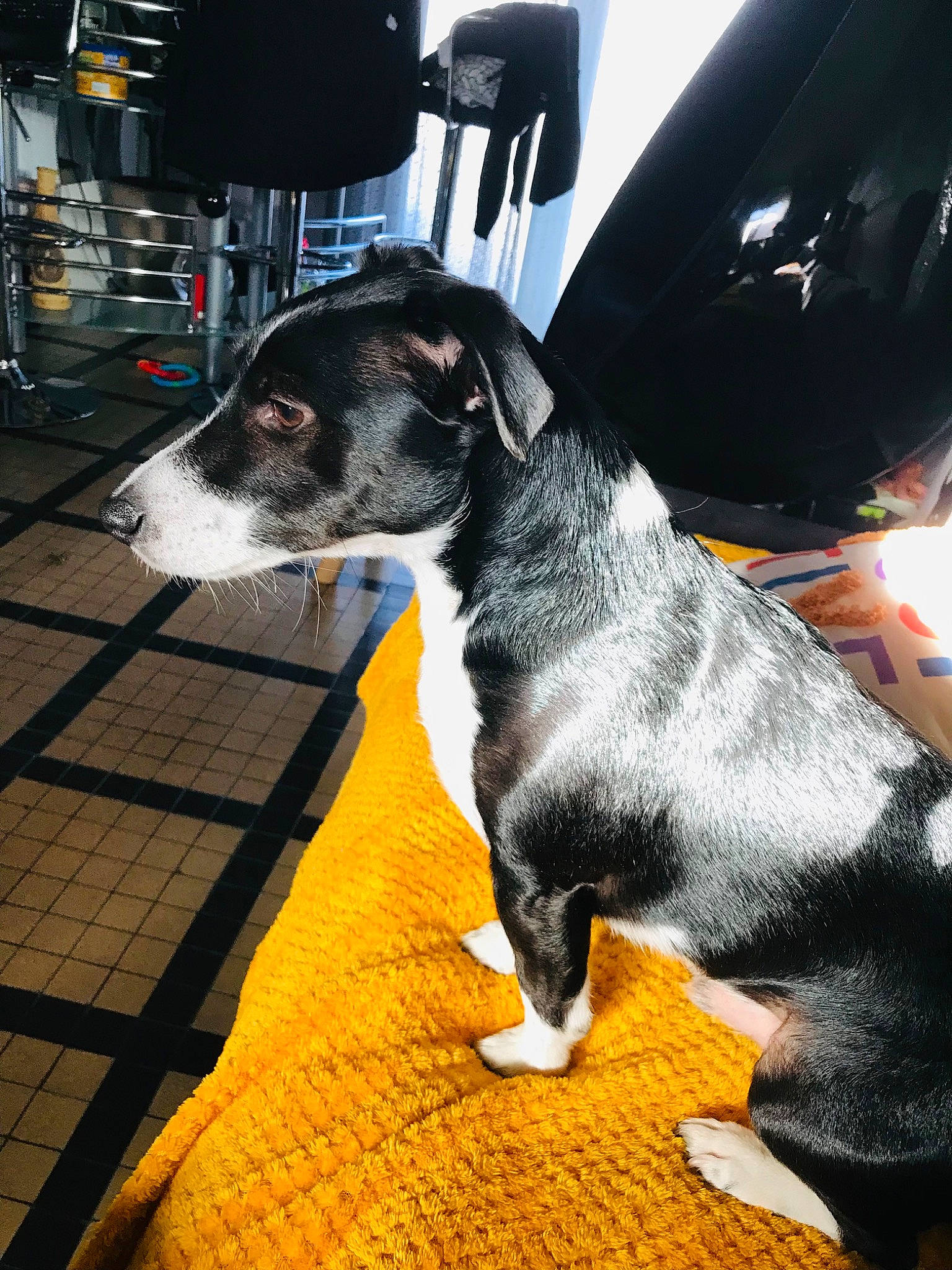 Paco a rejoint le concours — aidez-le/la à gagner de superbes lots ! canidae, carnivore, chair, collar, companion_dog, dog, dog_breed, dog_supply, flooring, fur, guard_dog, paw, pet_supply, snout, sporting_group, tail, vehicle_door, whiskers, working_animal, working_dog