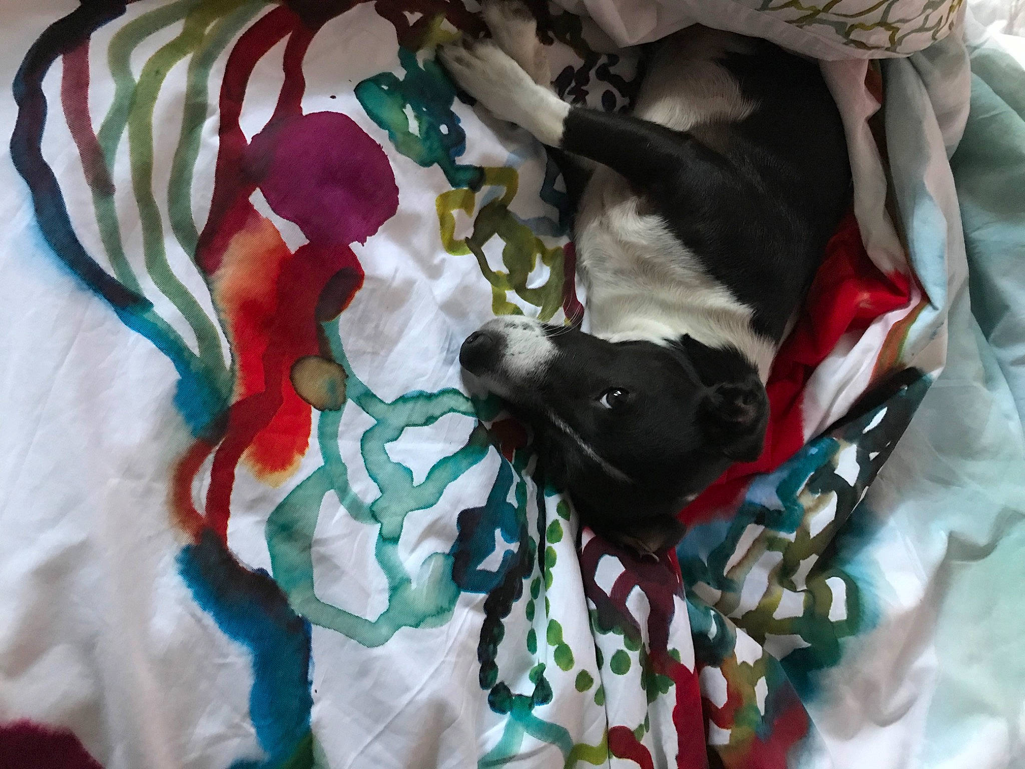 Paco a rejoint le concours — aidez-le/la à gagner de superbes lots ! bag, bed, canidae, carmine, carnivore, comfort, companion_dog, dog, dog_breed, dog_supply, fawn, fur, linens, nap, pattern, pet_supply, sporting_group, tail, toy_dog, working_animal