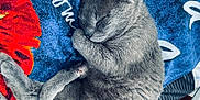 Grisous a rejoint le concours — aidez-le/la à gagner de superbes lots ! cat, gray_cat, sleeping, curled_up, fur, pet, animal, blanket, blue_blanket, red_blanket, cozy, resting, indoor, cute, whiskers, paw, relaxed, feline, soft, comfort