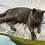cat, gray_cat, bed, bedding, white_sheet, yellow_sheet, feline, pet, animal, indoor, resting, relaxed, fur, whiskers, paws, sleepy, cute, domestic_animal, living_room, soft