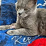 Grisous a rejoint le concours — aidez-le/la à gagner de superbes lots ! cat, gray_cat, towel, blue_towel, red_fish, pet, animal, fur, whiskers, relaxed, indoor, resting, paw, closeup, feline, cute, soft, texture, laying, yellow_background