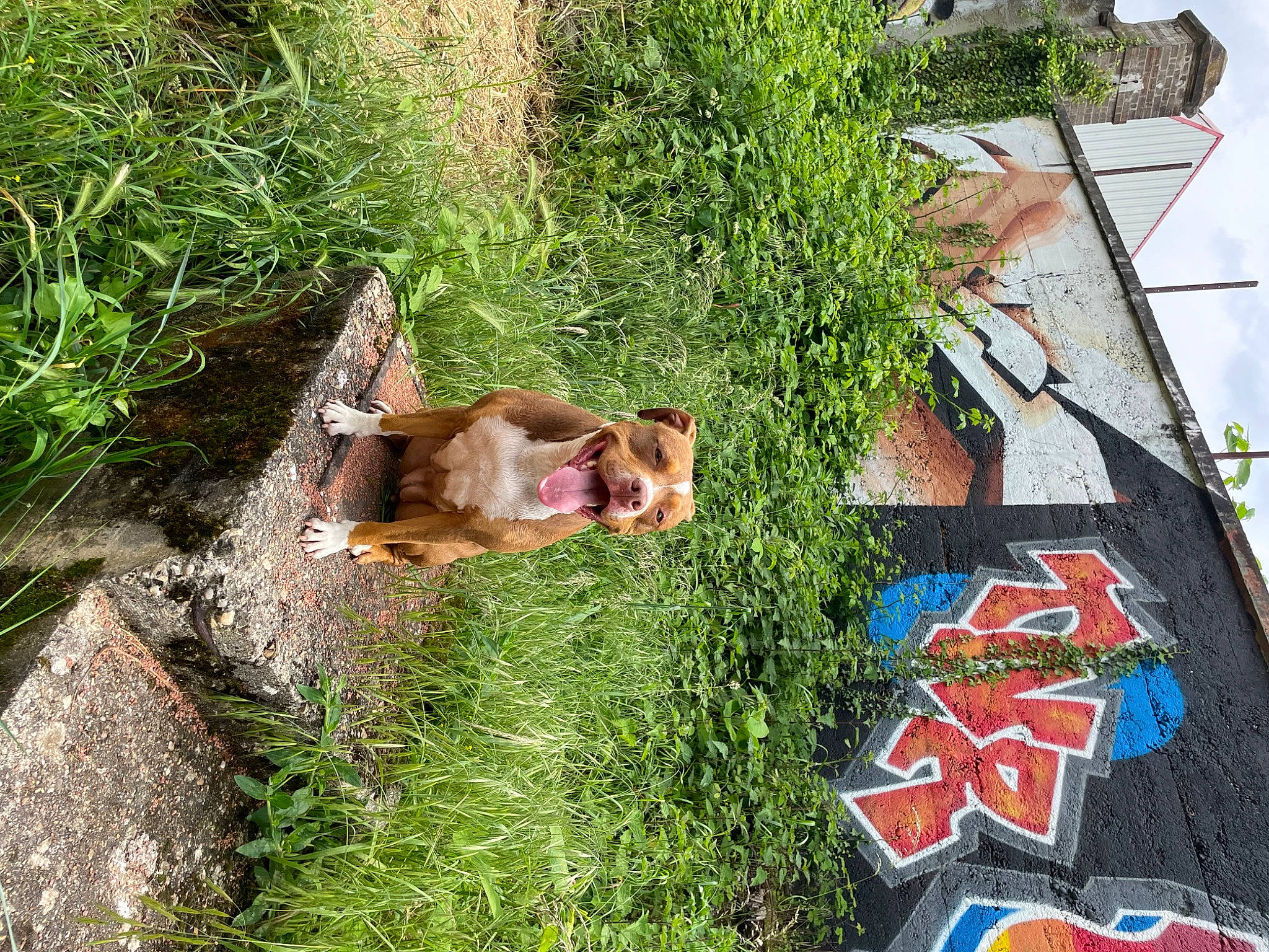 Mia participe au concours pour gagner de l'argent avec cette photo : art, building, canidae, facade, grass, groundcover, herb, house, landscape, leisure, logo, plant, shrub, sign, sporting_group, terrestrial_animal, tree, wildlife