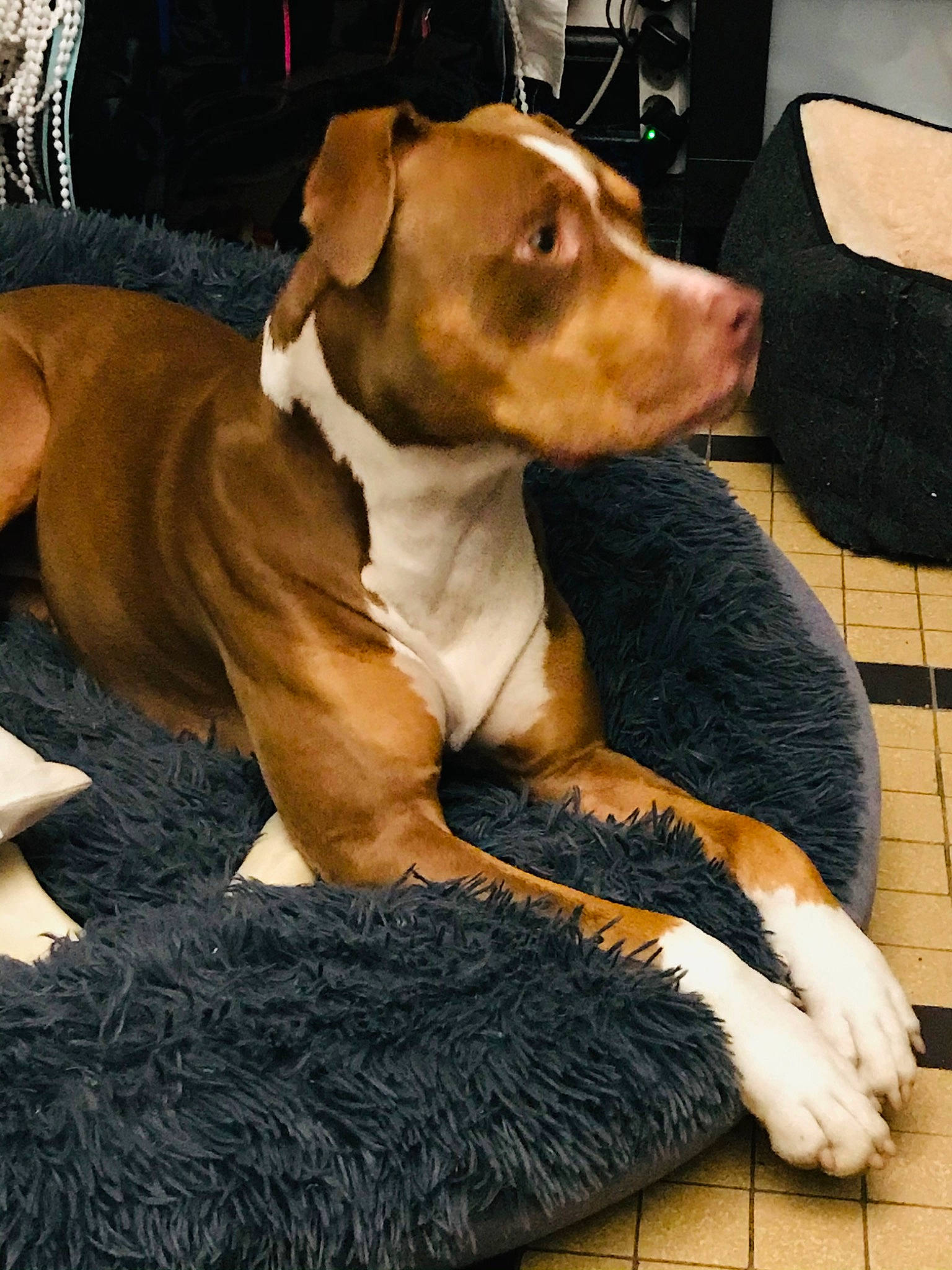 Mia participe au concours pour gagner de l'argent avec cette photo : carnivore, collar, comfort, companion_dog, dog, dog_breed, dog_collar, dog_supply, fawn, fur, hound, hunting_dog, liver, pet_supply, scent_hound, sporting_group, tail, working_animal