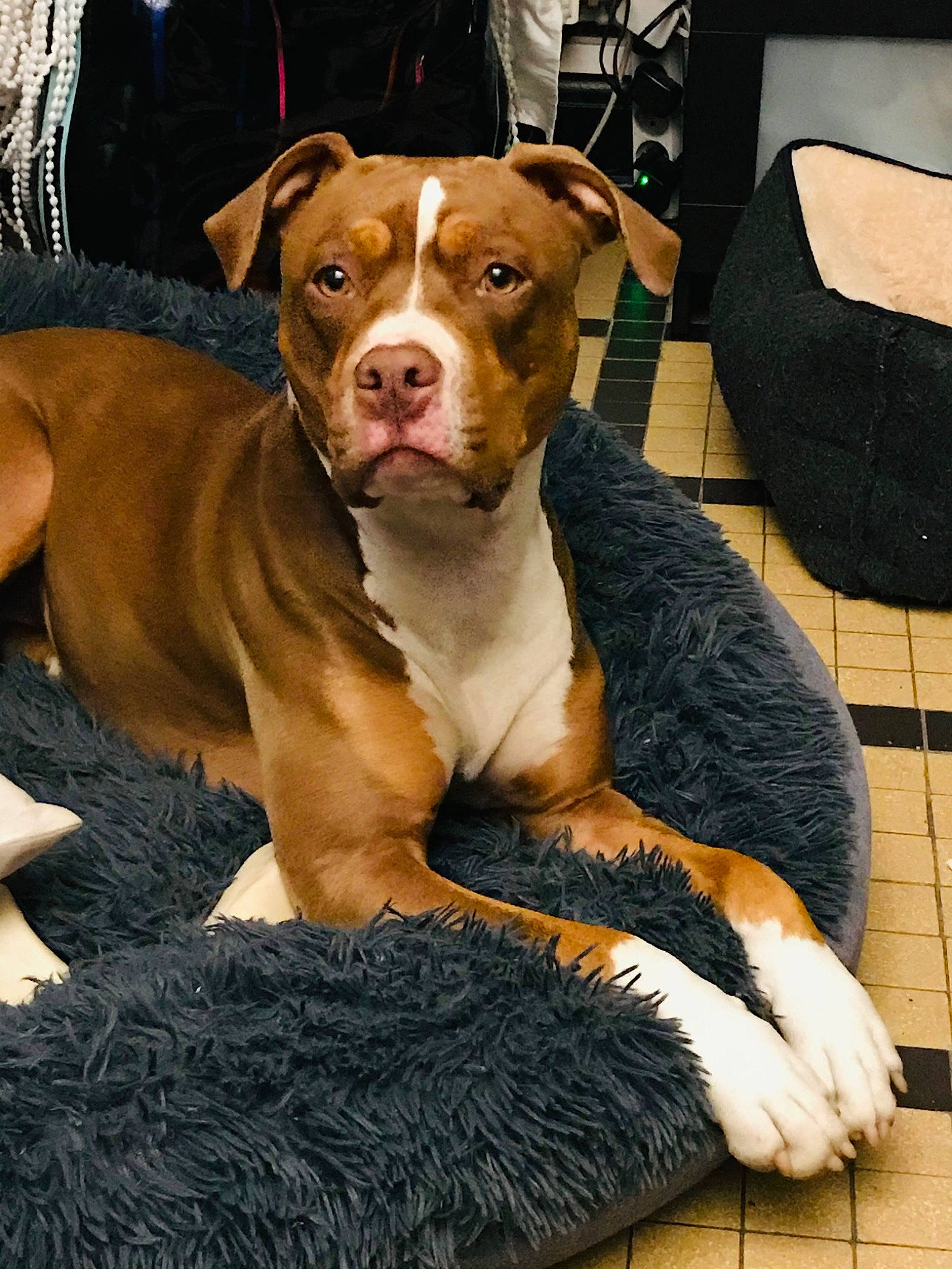 Mia participe au concours pour gagner de l'argent avec cette photo : canidae, carnivore, collar, comfort, companion_dog, dog, dog_breed, dog_collar, dog_supply, fawn, fur, liver, luggage_and_bags, non_sporting_group, pet_supply, snout, sporting_group, whiskers, working_animal, working_dog