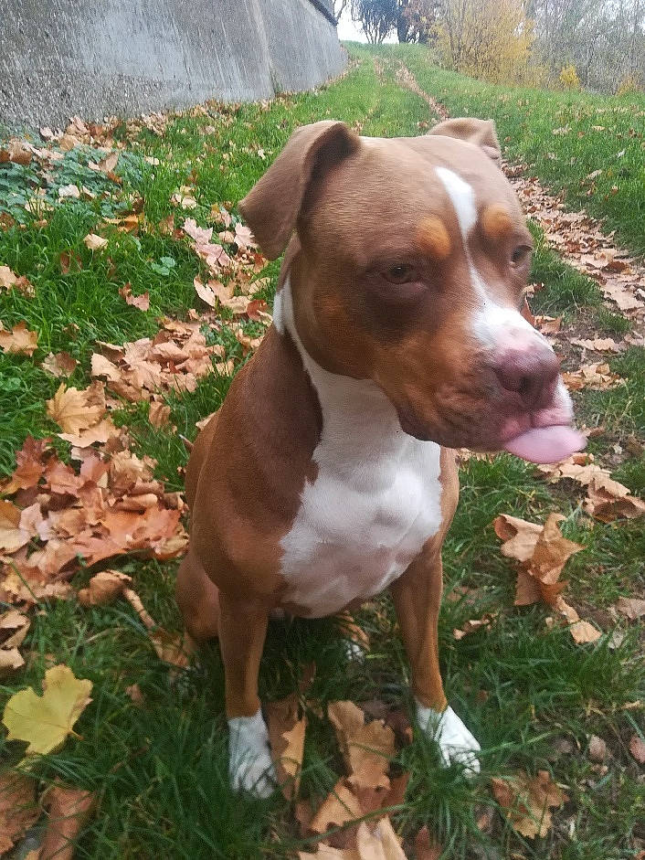 Mia a rejoint le concours — aidez-le/la à gagner de superbes lots ! canidae, carnivore, collar, companion_dog, dog, dog_breed, dog_collar, fawn, grass, groundcover, hound, hunting_dog, liver, plant, scent_hound, snout, sporting_group, tree, whiskers, working_animal