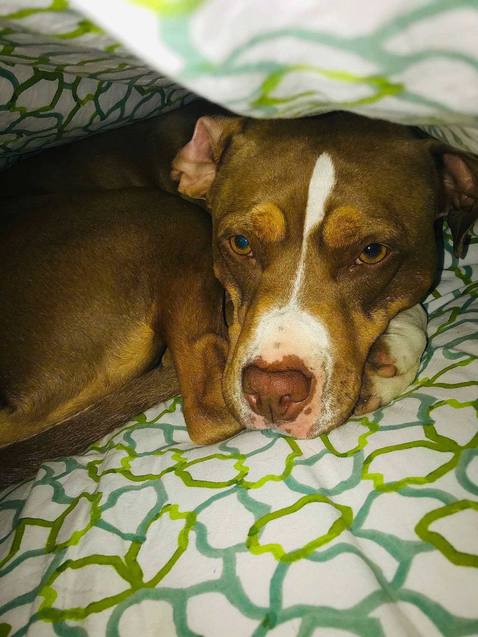 Mia participe au concours pour gagner de l'argent avec cette photo : canidae, carnivore, companion_dog, dog, dog_breed, dog_supply, fawn, grass, guard_dog, hunting_dog, liver, non_sporting_group, puppy, snout, sporting_group, tennis_ball, terrestrial_animal, whiskers, working_animal, working_dog