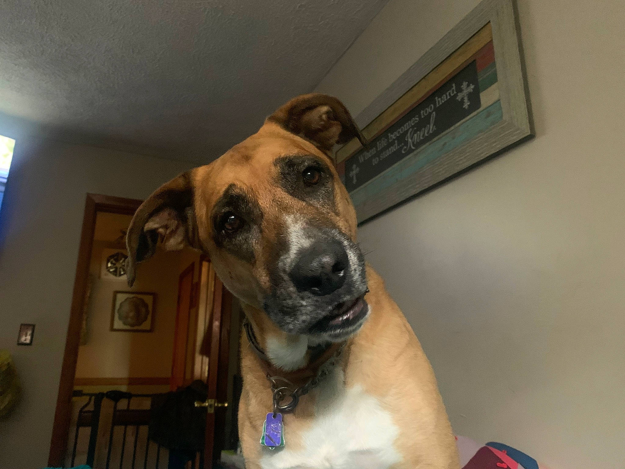 Duke joined the competition — help win amazing prizes! aluminum_can, canidae, carnivore, companion_dog, dog, dog_breed, fawn, fur, guard_dog, non_sporting_group, picture_frame, snout, sporting_group, terrestrial_animal, whiskers, working_animal, working_dog