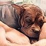 animal, blanket, brown, closeup, comfort, cozy, cute, dog, fur, home, indoor, nap, peaceful, pet, relaxation, resting, sleeping, snuggled, soft, warm