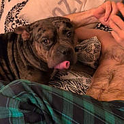 Dotti is registered to the contest to win money with this photo: dog, indoor, bed, blanket, pillow, person, shirtless, plaid, tongue_out, brindle, face, furniture, resting, cozy, pattern, hand, skin, comfort, relaxation, sleepwear