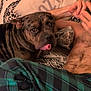 bed, blanket, brindle, comfort, cozy, dog, face, furniture, hand, indoor, pattern, person, pillow, plaid, relaxation, resting, shirtless, skin, sleepwear, tongue_out