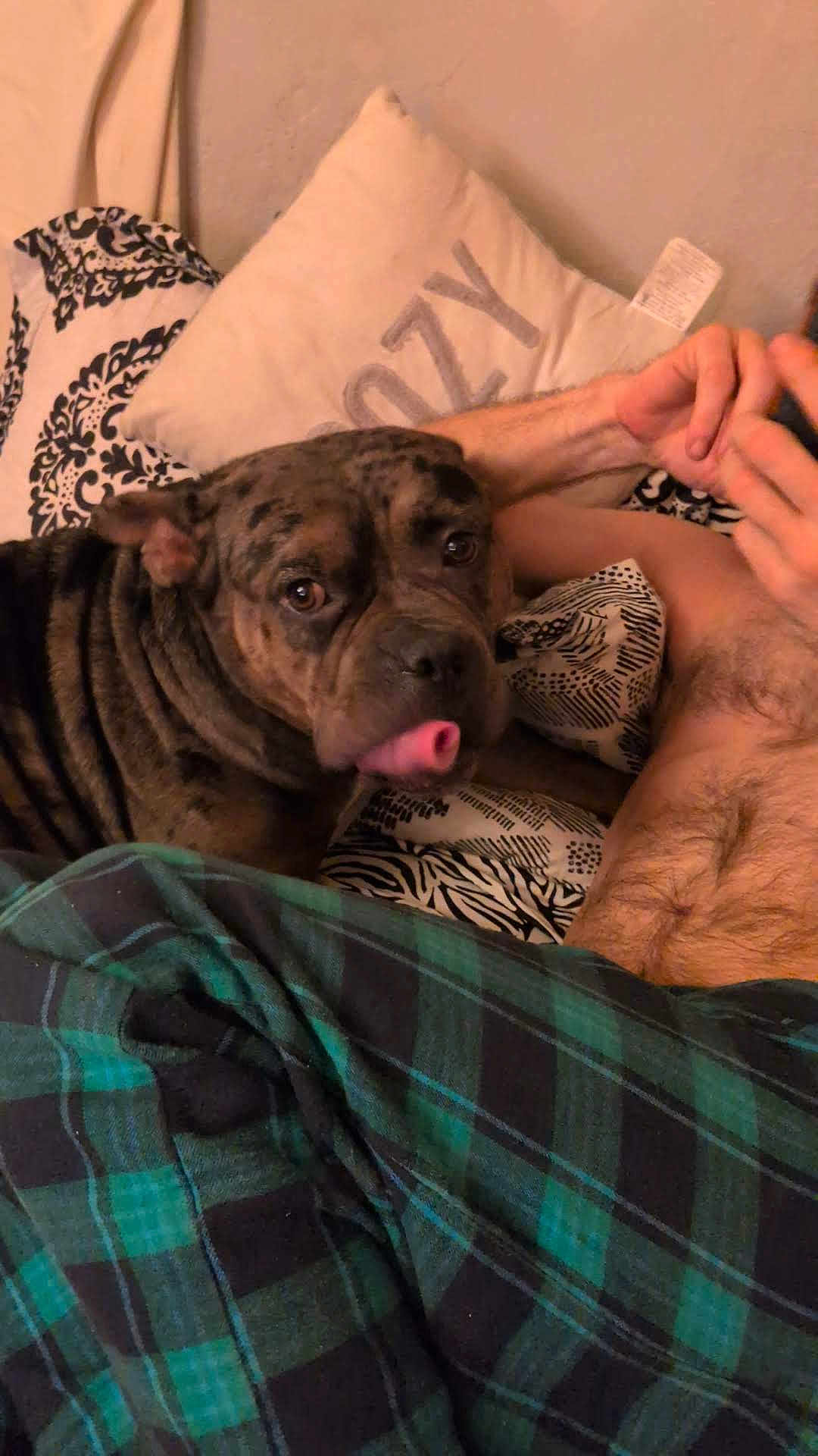 Dotti is registered to the contest to win money with this photo: dog, indoor, bed, blanket, pillow, person, shirtless, plaid, tongue_out, brindle, face, furniture, resting, cozy, pattern, hand, skin, comfort, relaxation, sleepwear