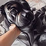 animal, bed, black_dog, blanket, close_up, comfort, companion, cute, dog, domestic_animal, fur, hand, indoor, pet, puppy, resting, snout, soft_light, wrinkles, young_dog