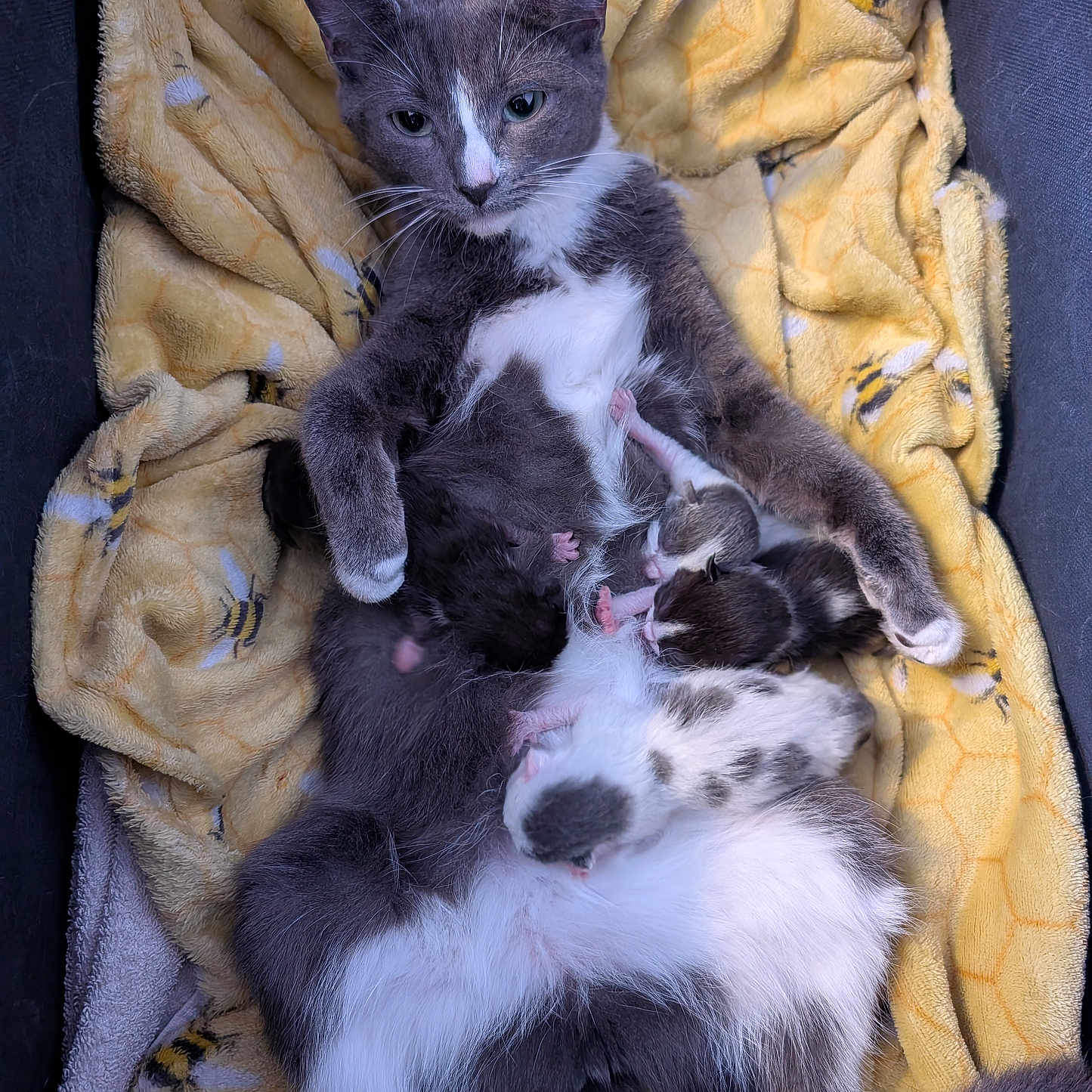 Fae joined the competition — help win amazing prizes! abyssinian, animal, armchair, blanket, cat, chair, couch, furniture, homedecor, kitten, laundry, linen, manx, person, pet, quilt, siamese, sleeping, towel, wood