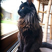 Vany a rejoint le concours — aidez-le/la à gagner de superbes lots ! cat, black_cat, fluffy, sitting, indoor, window, glass_door, wooden_chair, floor, natural_light, pet, animal, feline, looking_outside, side_profile, fur, domestic_cat, yellow_eyes, cozy, home