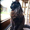 cat, black_cat, fluffy, sitting, indoor, window, glass_door, wooden_chair, floor, natural_light, pet, animal, feline, looking_outside, side_profile, fur, domestic_cat, yellow_eyes, cozy, home