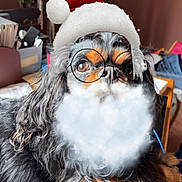 Loki joined the competition — help win amazing prizes! dog, indoor, santa_hat, glasses, beard_filter, black_fur, brown_fur, long_hair, pet, cute, holiday, christmas, cozy, furniture, decor, relaxed, lying_down, animal, filter, festive