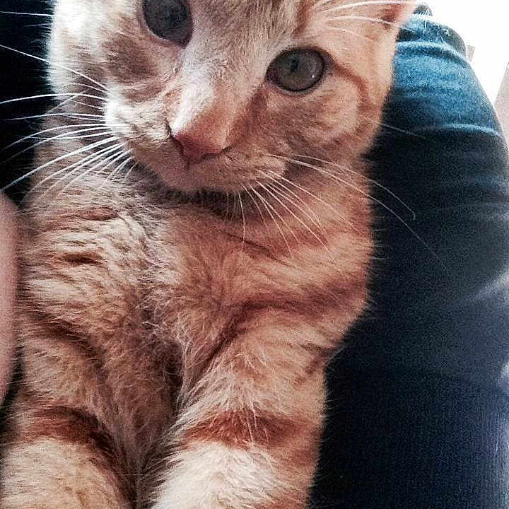 Henry