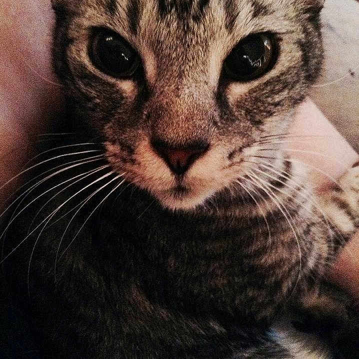 Chester