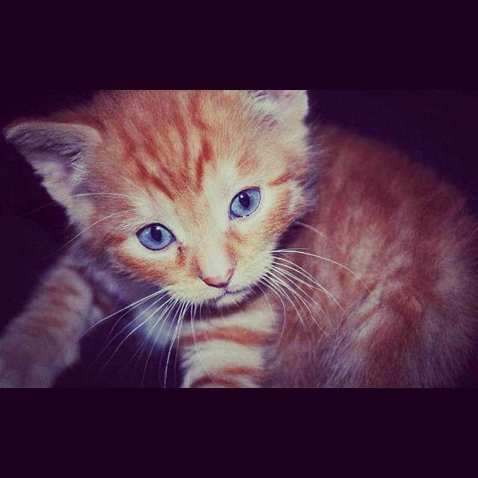 Gus