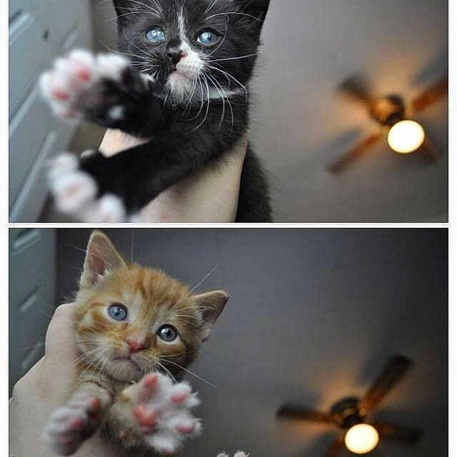 Rayven And Gus