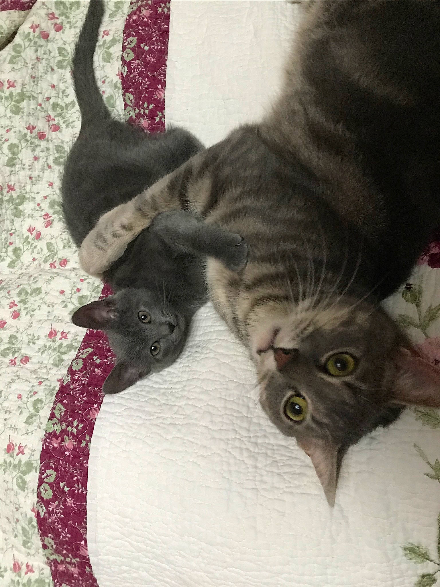 Outlaw Josey Wales is registered to the contest to win money with this photo: art, black_cat, bombay, carnivore, cat, claw, comfort, domestic_short_haired_cat, felidae, fur, grey, linens, pattern, paw, plant, small_to_medium_sized_cats, tail, textile, whiskers