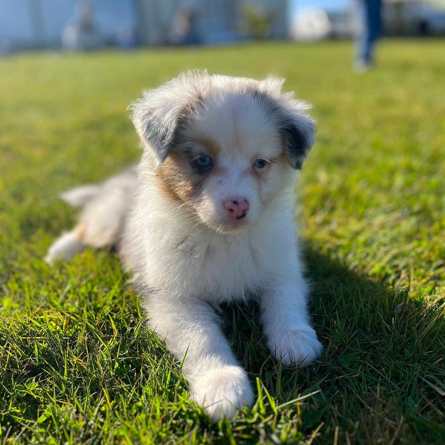Anaya a rejoint le concours — aidez-le/la à gagner de superbes lots ! adult, animal, architecture, building, canine, dog, field, grass, grassland, lawn, male, man, nature, outdoors, person, pet, plant, puppy, shelter, terrier