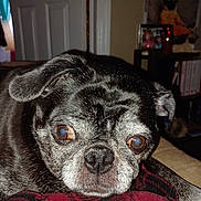 Khloe is registered to the contest to win money with this photo: dog, pug, black_dog, close_up, pet, brown_eyes, resting, blanket, indoor, furniture, door, shelf, picture_frame, cozy, animal, face, portrait, home, cute, fur