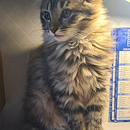 Lily participe au concours pour gagner de l'argent avec cette photo : cat, kitten, tabby, fluffy, feline, pet, indoor, lamp, calendar, desk, curious, whiskers, tail, fur, paws, striped, cute, animal, domestic, soft