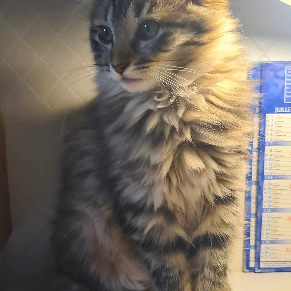 Lily participe au concours pour gagner de l'argent avec cette photo : animal, calendar, cat, curious, cute, desk, domestic, feline, fluffy, fur, indoor, kitten, lamp, paws, pet, soft, striped, tabby, tail, whiskers