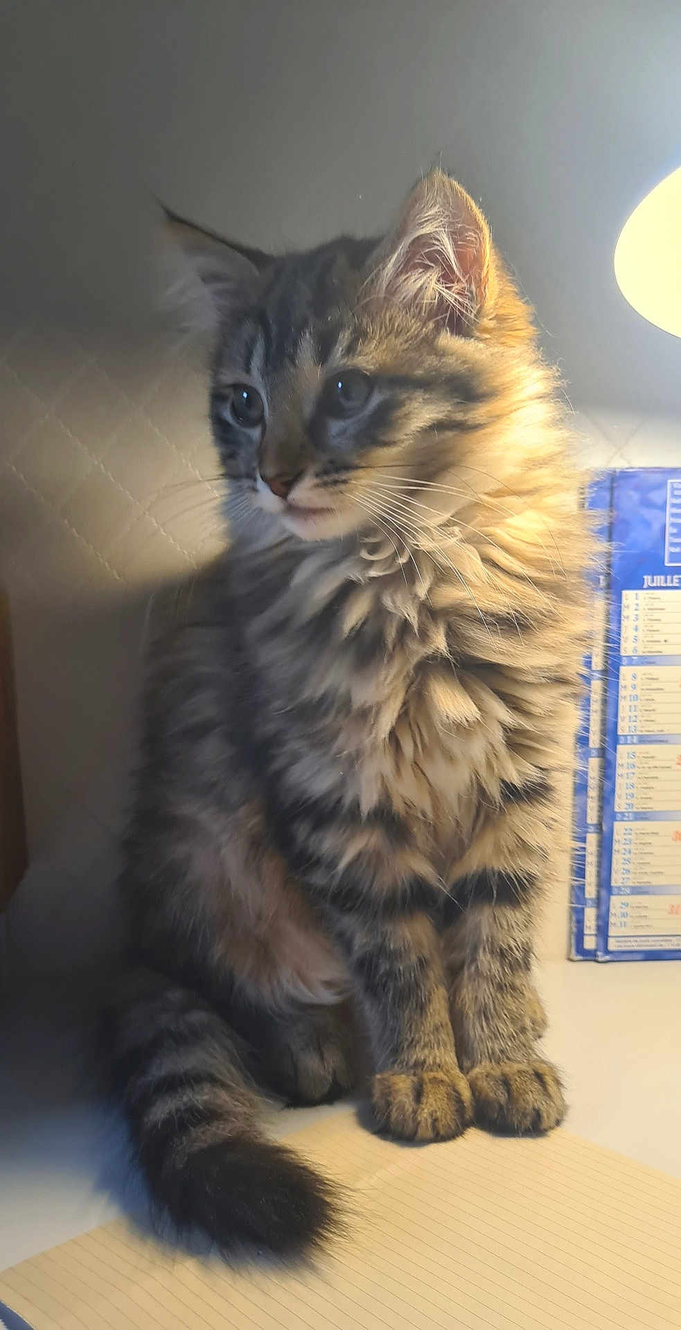 Lily participe au concours pour gagner de l'argent avec cette photo : cat, kitten, tabby, fluffy, feline, pet, indoor, lamp, calendar, desk, curious, whiskers, tail, fur, paws, striped, cute, animal, domestic, soft