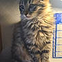 Lily joined the competition — help win amazing prizes! animal, calendar, cat, curious, cute, desk, domestic, feline, fluffy, fur, indoor, kitten, lamp, paws, pet, soft, striped, tabby, tail, whiskers