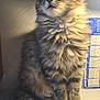 Lily joined the competition — help win amazing prizes! animal, calendar, cat, curious, cute, desk, feline, fluffy, fur, indoor, kitten, light, paper, paw, pet, portrait, shadow, sitting, tabby, whiskers