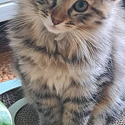 Lily is registered to the contest to win money with this photo: adorable, animal, cat, closeup, curious, cute, domestic_animal, feline, fluffy, fur, indoor, kitten, mammal, paws, pet, playful, scratch_pad, tabby, whiskers, young