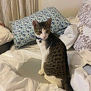 Lucky joined the competition — help win amazing prizes! animal, bed, cat, collar, comfort, cozy, curious, curtains, cute, domestic_cat, feline, floral_pillow, home, indoor, laptop, pet, pillow, resting, tabby, white_bedding