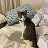 animal, bed, cat, collar, comfort, cozy, curious, curtains, cute, domestic_cat, feline, floral_pillow, home, indoor, laptop, pet, pillow, resting, tabby, white_bedding