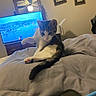 Lucky is registered to the contest to win money with this photo: animal, bed, black, blanket, cat, ceiling_fan, cozy, curious, furniture, gray, indoor, mirror, paw, pet, pink, resting, room, television, wall_art, white